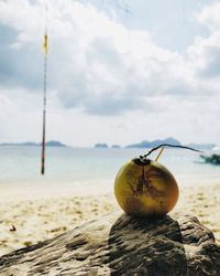 Close-up of fruits on beach