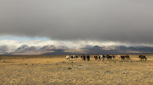 Herd of horses at field