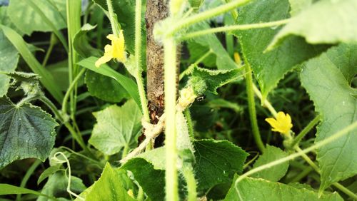 Close-up of insect on plant