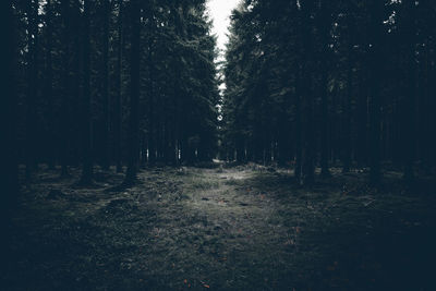 Footpath amidst trees in forest