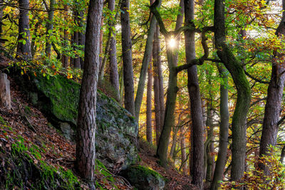 Trees in forest