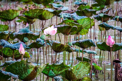 Close-up of lotus water lily