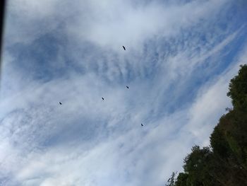 Low angle view of birds flying in sky