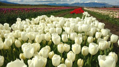 Close-up of white tulips