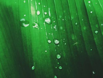 Full frame shot of raindrops on leaf