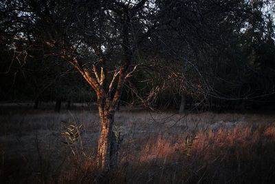 Trees by lake in forest