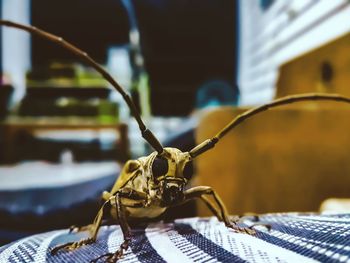 Close-up of insect