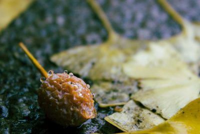 Close-up of food