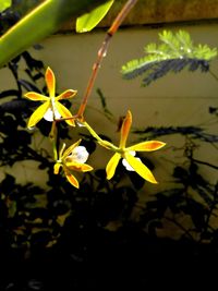 Close-up of plant