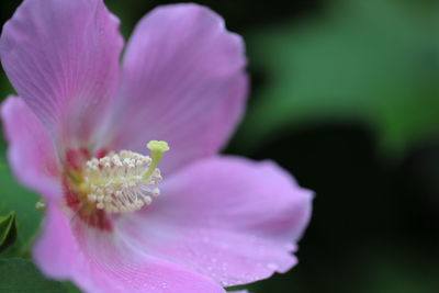 Close-up of pink flower
