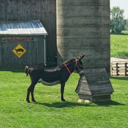 Dog standing in a field