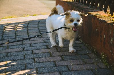 Dog on footpath