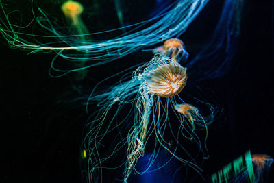 Close-up of jellyfish swimming in sea