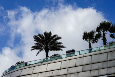 palm tree