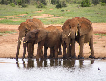 Elephant standing in water