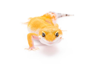 Close-up of a reptile against white background