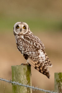 Close-up portrait of owl perching on wooden post