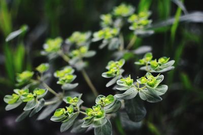 Close-up of small plant