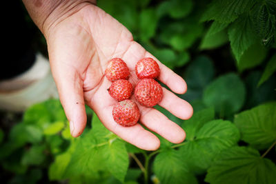 Close-up of hand holding strawberries