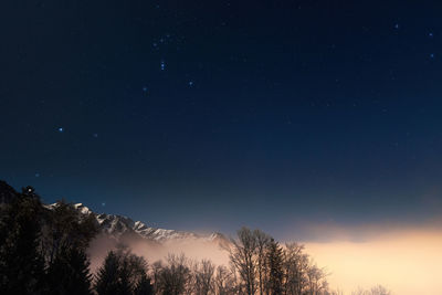 Low angle view of trees against sky at night