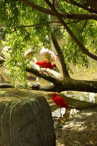 Close-up of bird on tree