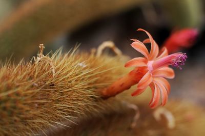 Close-up of flower against blurred background