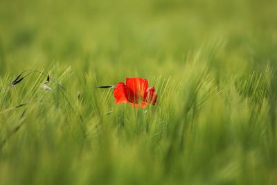 Close-up of red poppy blooming in field