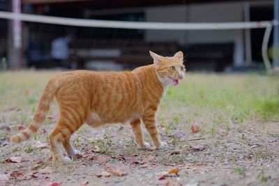Ginger cat standing on field