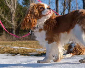 A cavalier king charles spaniel on a pink lead, standing on a patch of snow