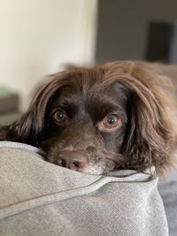 Close-up portrait of dog relaxing on sofa at home