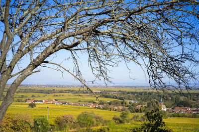 Scenic view of agricultural field against clear sky