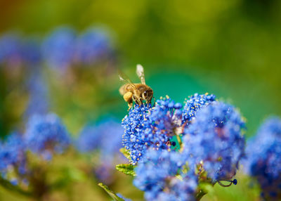 Close-up of bee pollinating on purple flower