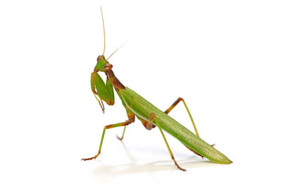 Close-up of insect on leaf over white background