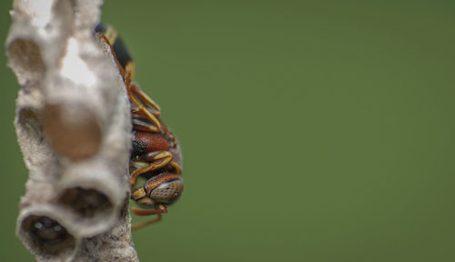 Close-up of insect on leaf