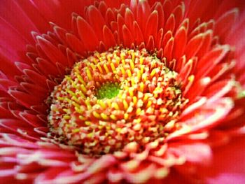 Full frame shot of red flower