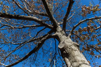 Low angle view of tree against blue sky