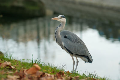 High angle view of gray heron perching on a lake