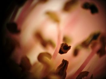 Close-up of plant against blurred background