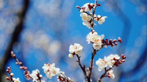 Low angle view of cherry blossom tree