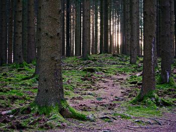 Trees in forest