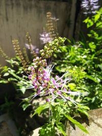 Close-up of pink flowering plant