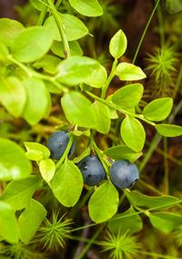 Close-up of fruits growing on plant