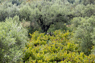 Plants growing in forest