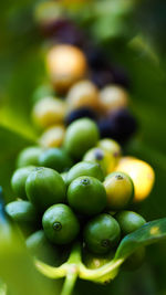 Close-up of fruits