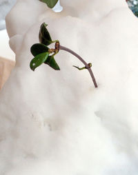 Close-up of white flowers