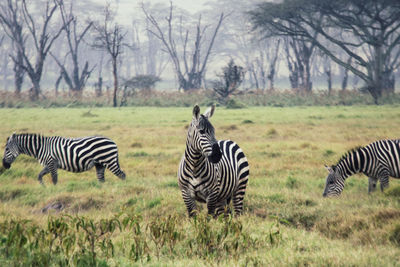 Zebras on a field