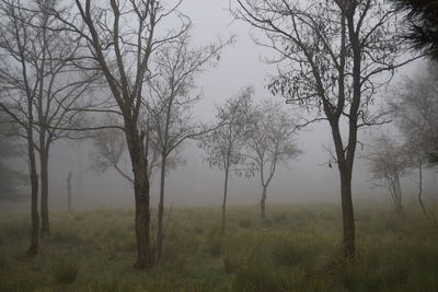 Bare trees in forest