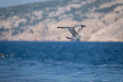 Seagull flying over sea