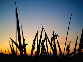 Close-up of silhouette stalks in field against sky at sunset