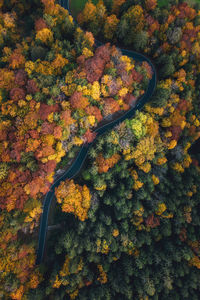 High angle view of yellow flowers on tree during autumn